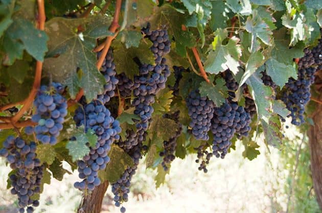 Certified Sommelier Guide to Cabernet Sauvignon