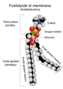300px-fosfolipide-svg