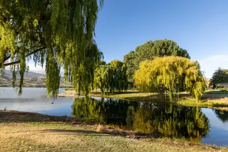 Golden willows and still water — a tranquil morning on the edge of Lake Dunstan. © Anna Jackowska Willow trees along the edge of Lake Dunstan, New Zealand, reflected in calm water under a blue sky with morning light.