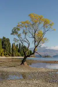 "That Wanaka Tree" in Lake Wanaka during low water levels, Summer 2025. Photo copyright Anna Jackowska. A solitary tree stands in Lake Wanaka, surrounded by a visibly wider exposed lakebed due to low water levels, with mountains in the background under a blue sky, as observed in Summer 2025.