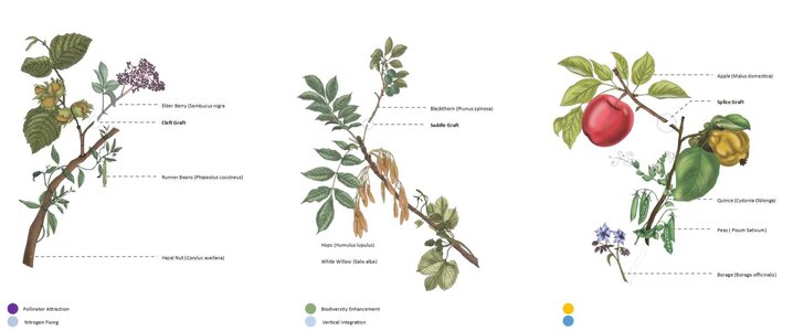 Annotated botanical watercolour illustrations of leaves, flowers, fruits, and samara seeds.