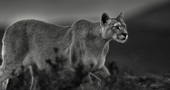 Across the rugged landscape of Patagonia, a puma moves with quiet purpose. Low to the ground and intensely focused, every step is measured as she searches the open terrain for opportunity.There is no wasted movement. The puma relies on patience, stealth, and an extraordinary ability to blend into a landscape of rock, grass, and shadow. Here, survival depends as much on knowing when to wait as knowing when to strike.On the Hunt captures that moment of complete concentration—when the surrounding world seems to disappear and instinct takes control.Silent, focused, and nearly unseen, she moves through Patagonia as both hunter and shadow. On the Hunt