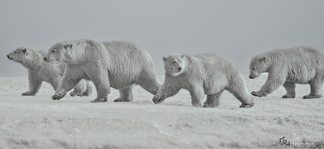 Across the frozen silence of the Arctic, a polar bear mother walks beside her three nearly grown cubs. For years, she has guided them across the ice—teaching them where to travel, how to hunt, and how to survive in one of the most unforgiving environments on Earth.But their time together is nearing its end. Soon, the cubs will leave their mother and begin their own solitary journeys across the Arctic.The Last Walk Together captures something rarely seen in nature: the quiet transition between dependence and independence, between family and separation. Four bears moving together across the ice, perhaps for one of the final times.They have traveled this far together. From here, each must find their own way. The Last Walk Together