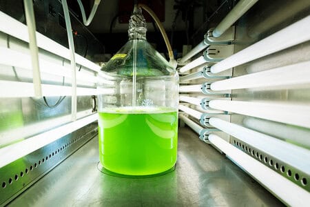 Labor Algen