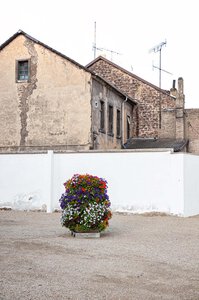 Strange Flowers