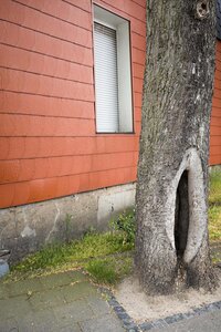 Baum