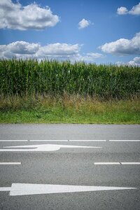 Straße ins Maisfeld