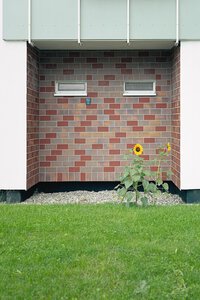 Sonnenblume