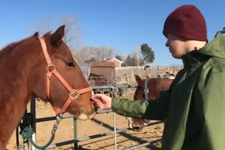 A person in a green jacket and maroon beanie feeds a brown horse over a metal fence in an outdoor enclosure with other horses visible, reflecting the therapeutic activities often incorporated at places like Telos Academy or Boys Residential Treatment programs. at Telos