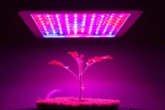 Best 1200 Watt Led Grow Light for Growing Cannabis Effectively