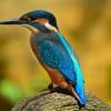 bird bird