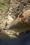 Cape Rock Sengi (Elephantulus edwardii)