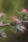 Cliffortia ruscifolia (Rosaceae) female flowers