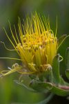 Leucospermum gracile (Proteaceae) flowerhead