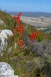 Watsonia schlechteri (Iridaceae)
