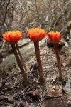 Haemanthus coccineus (Amaryllidaceae)