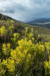 Leucadendron microcephalum (Proteaceae)
