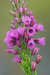 Erica longiaristata (Ericaceae)