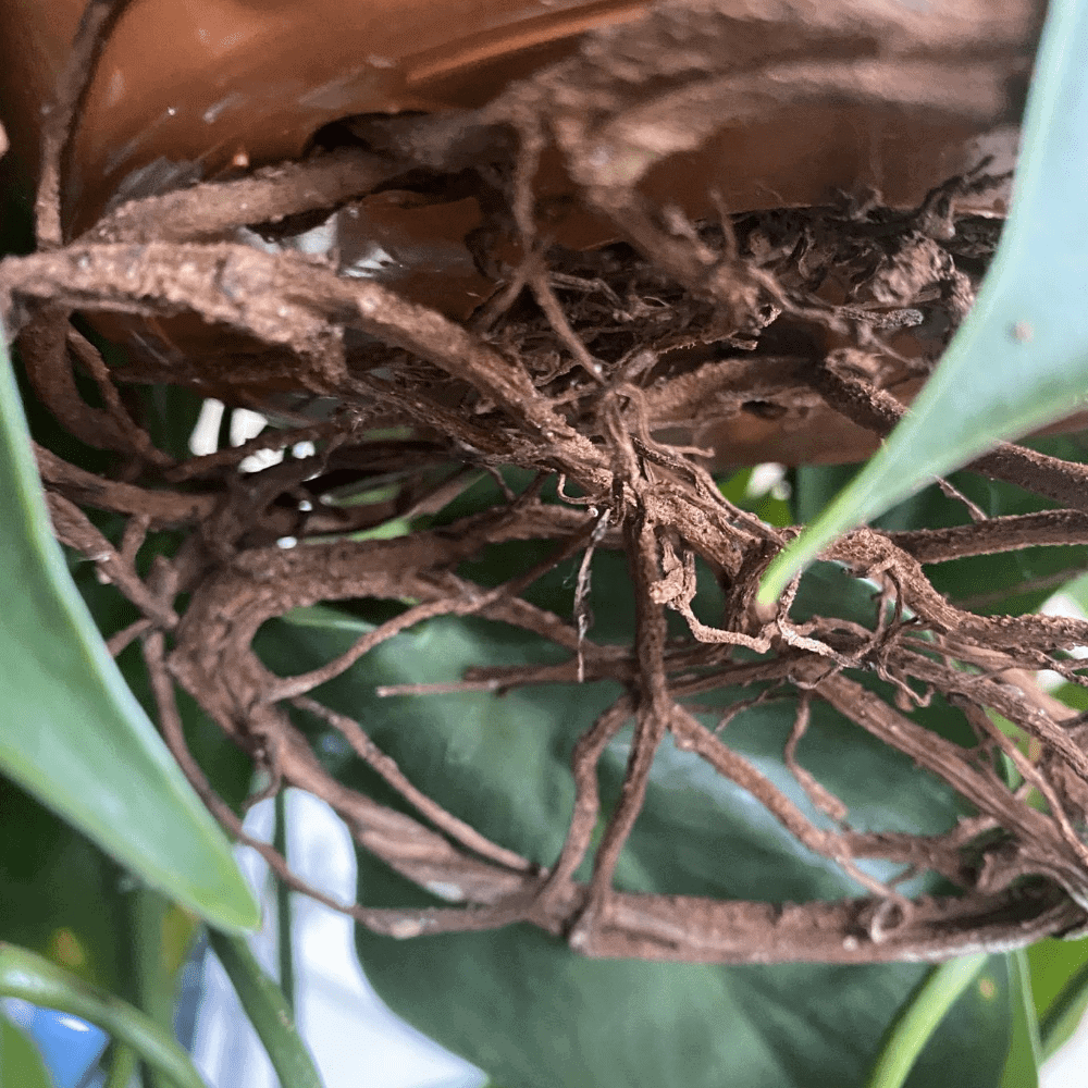 philodendron scandens root