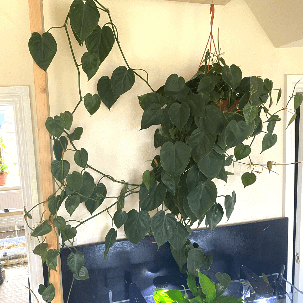 philodendron scandens above aquarium