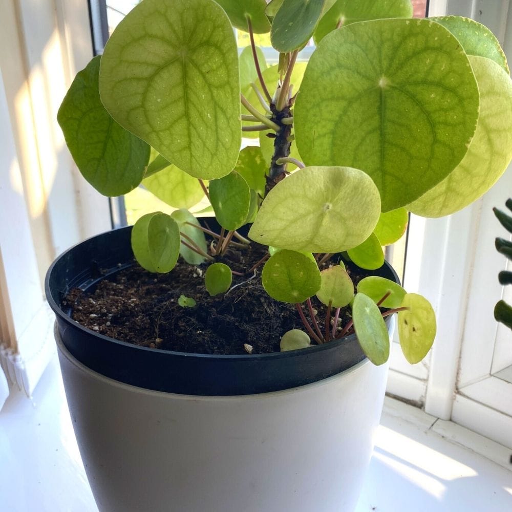 pilea peperomioides propagation