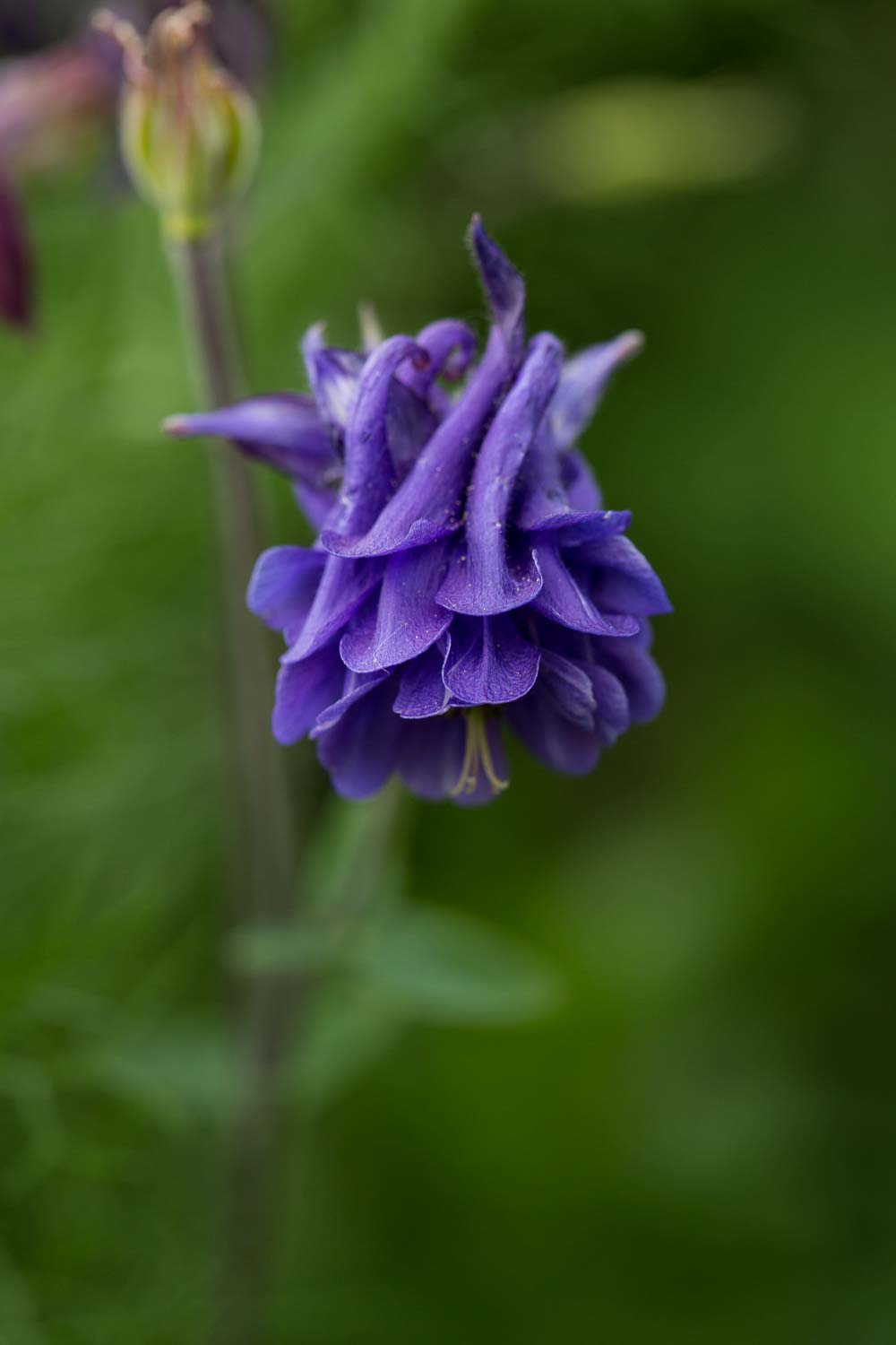 akelei blüte lila gefüllt