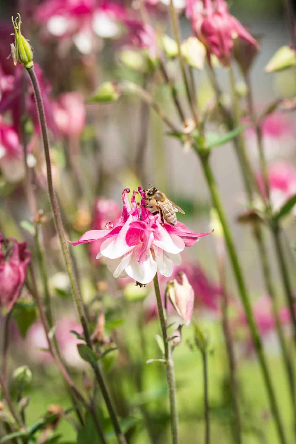 Akeleien (Aquilegia) verzaubern im Mai mit elfengleichen Blüten. Sie haben wenig Ansprüche an den Standort und vermehren sich von alleine.