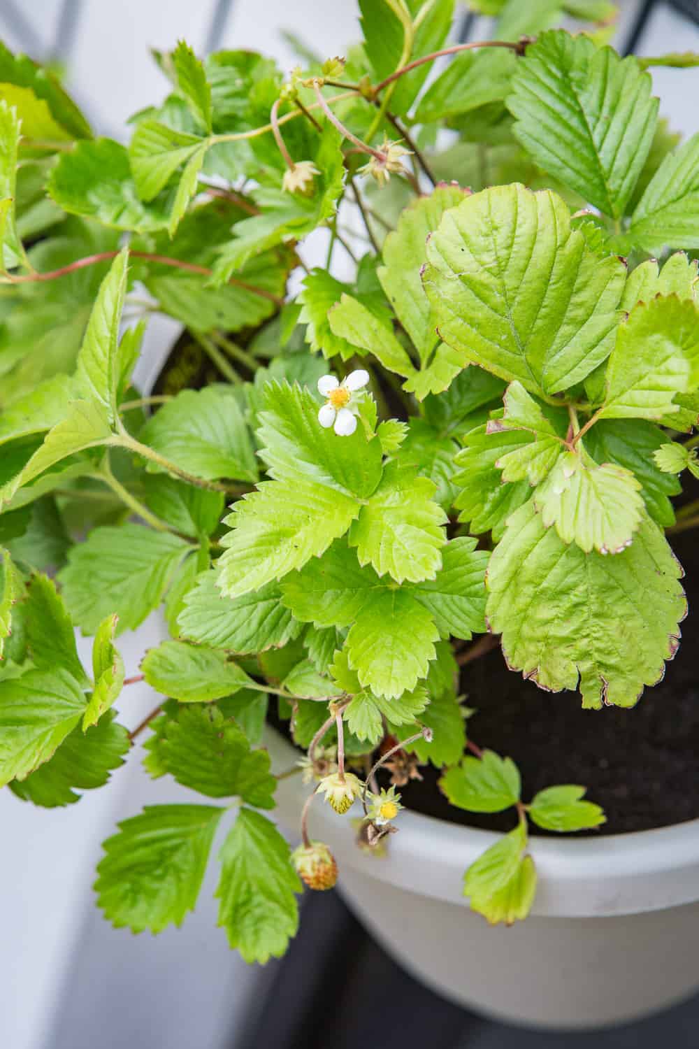 erdbeeren auf dem balkon anpflanzen