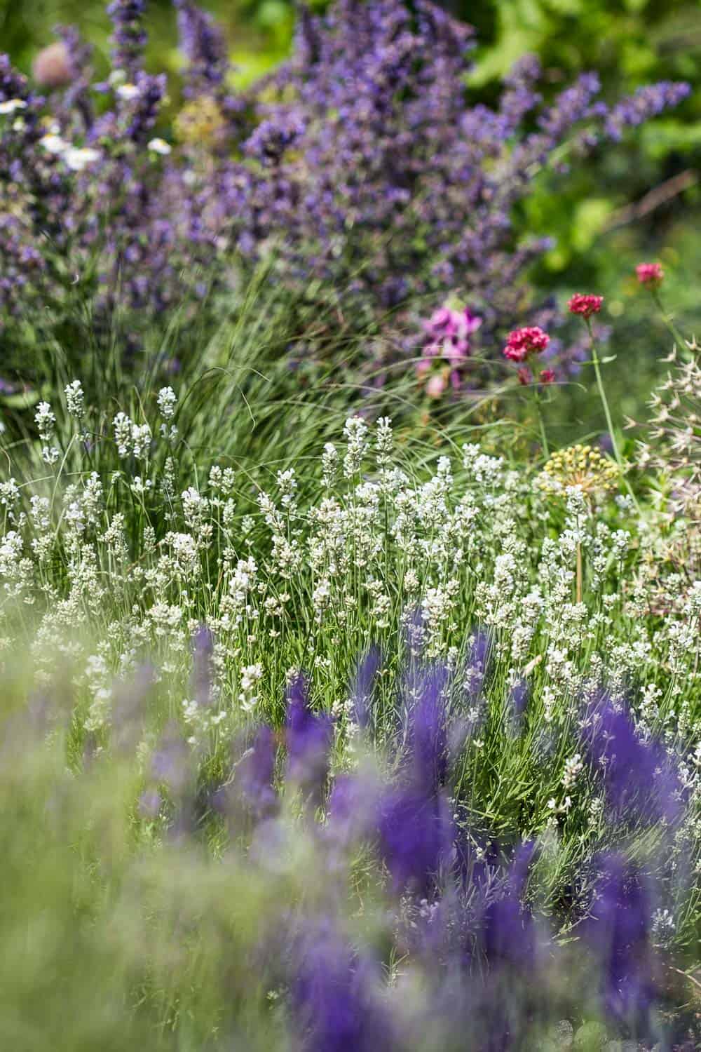 Lavendel pflegen schneiden pflanzen
