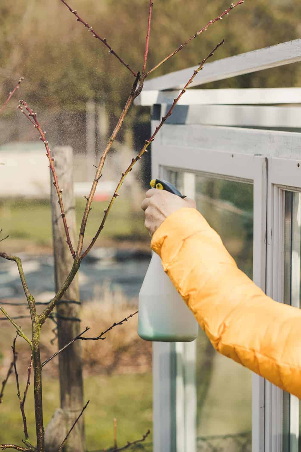 Pfirsiche aus dem eigenen Garten