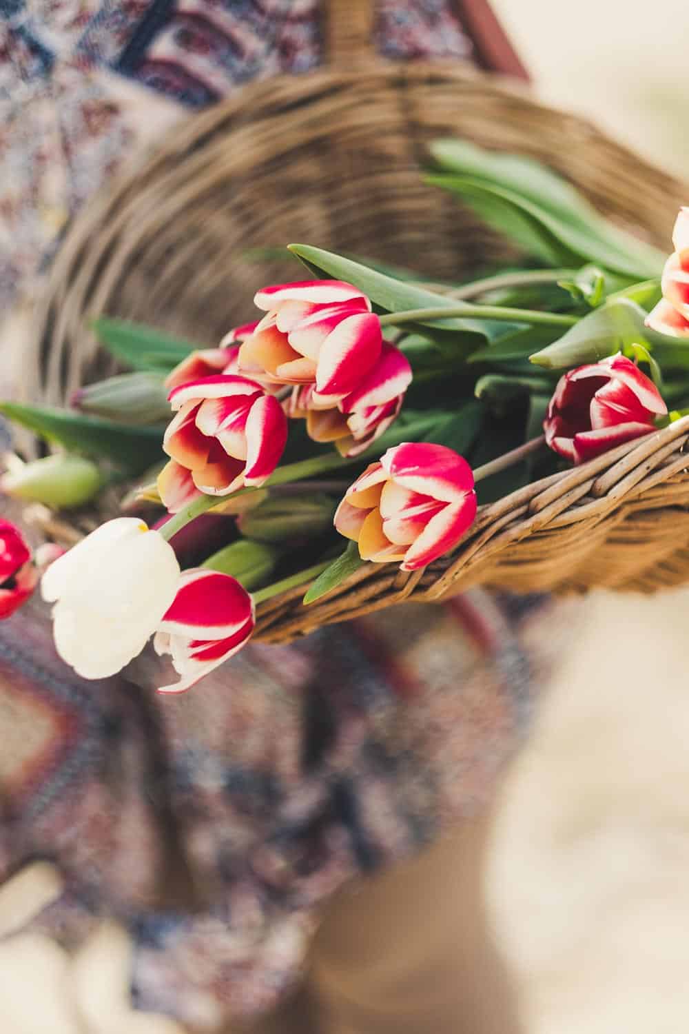 Korb voller Tulpen