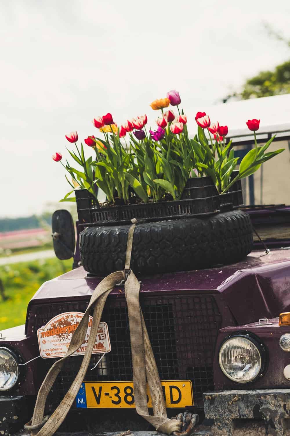 Jeep mit Tulpen auf Autohaube