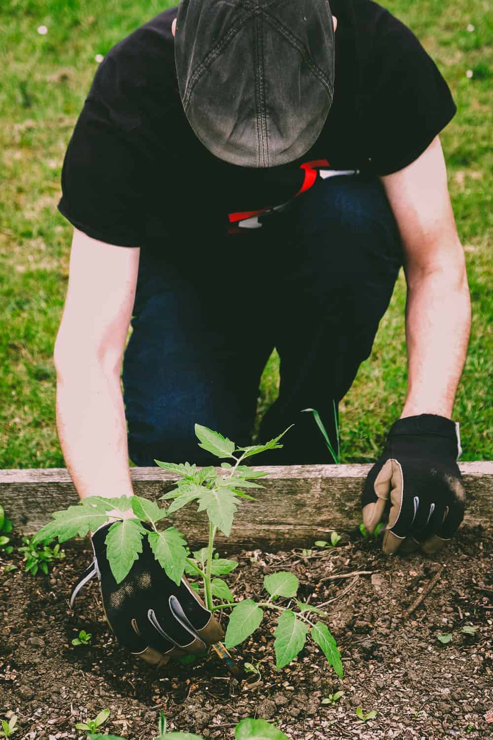 Erste Aktion in Vadders Garten - Tomaten pflanzen
