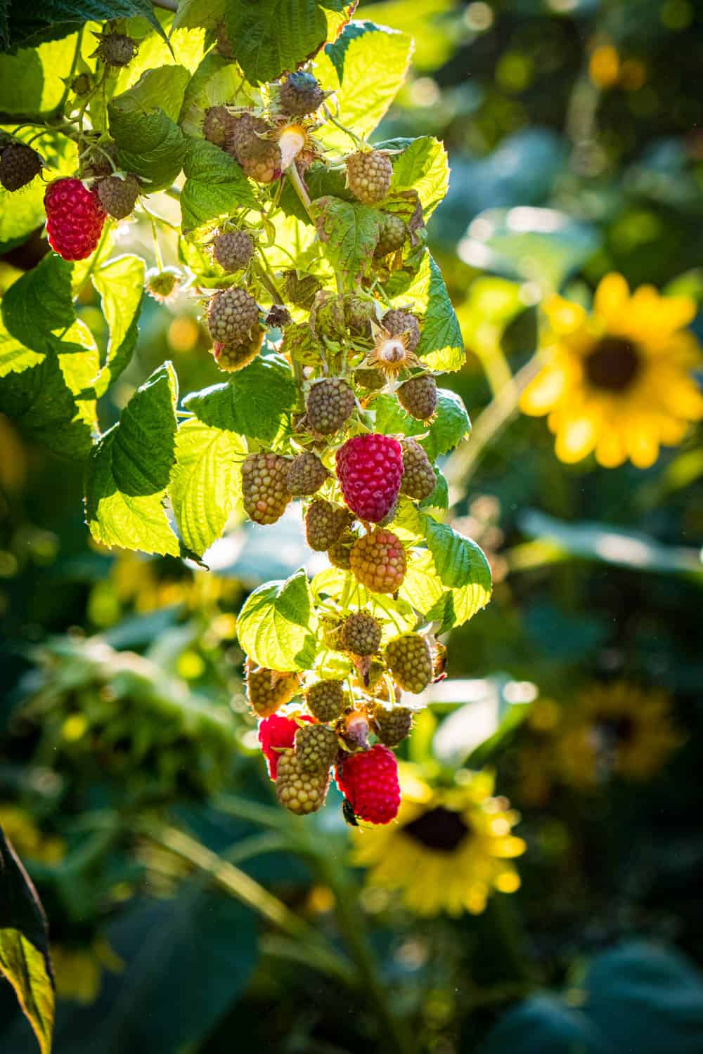Himbeeren im Herbstlicht