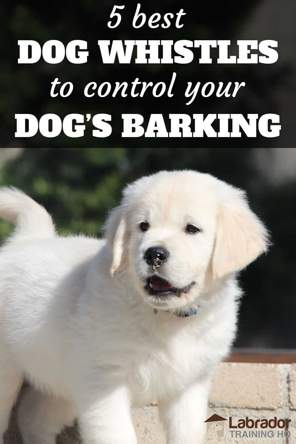 5 Best Dog Whistles To Get Your Dog’s Barking Under Control