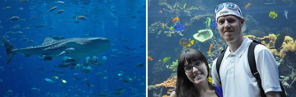 A visit to the Georgia Aquarium is one of the top things to do in Atlanta