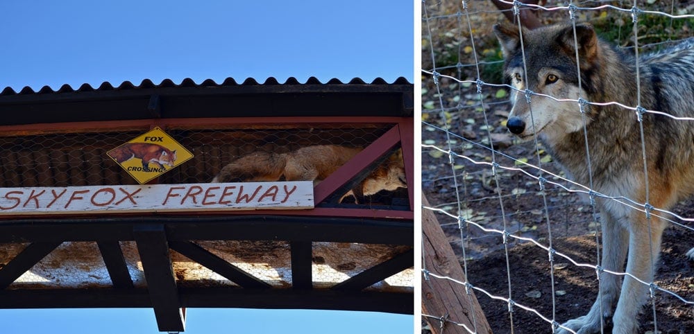 The Skyfox Freeway at
the Colorado Wolf & Wildlife Center