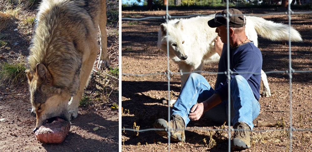 A wolf at the Colorado Wolf & Wildlife Center eating a piece of meet, and a trainer with a huge white wolf.