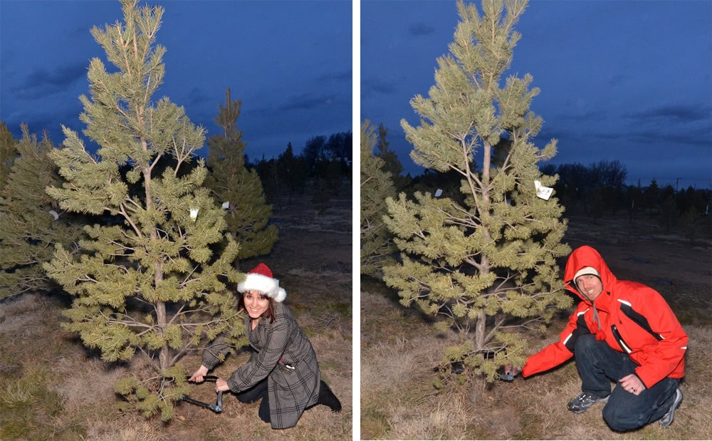 Brooke and Buddy cutting down their first christmas tree during their first christmas in Colorado