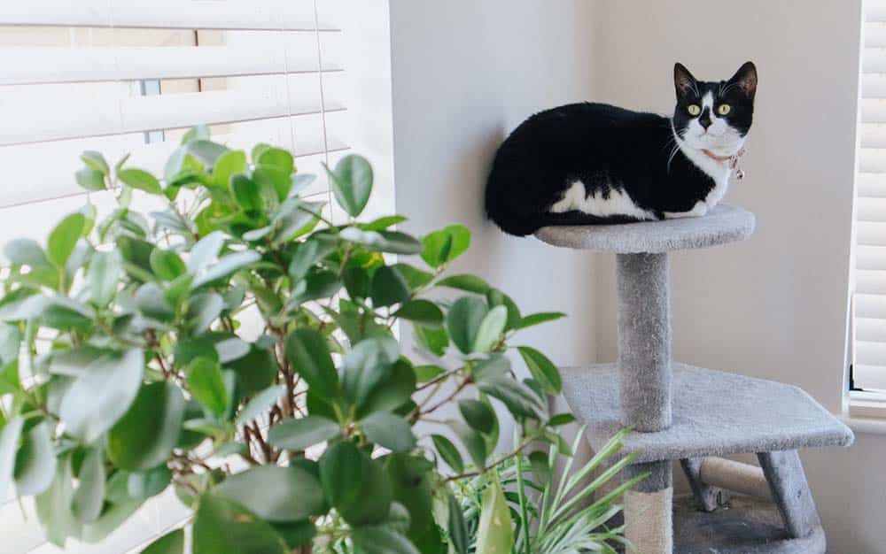 Top 10 Best Cat Scratching Post to File Nails 1