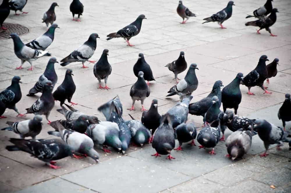 What do you need to know about pigeon birth control