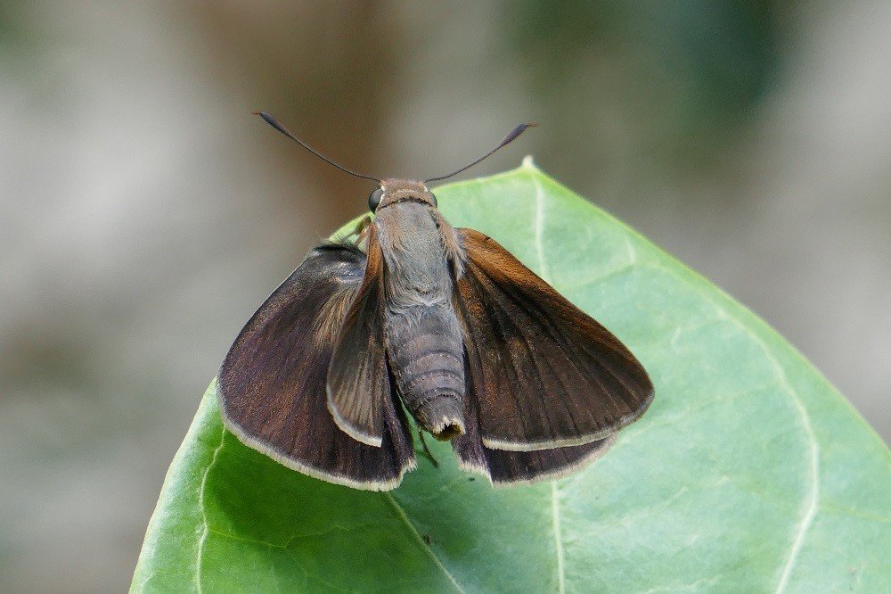 swarthy skipper butterfly sitting on a leaf with its wings open
