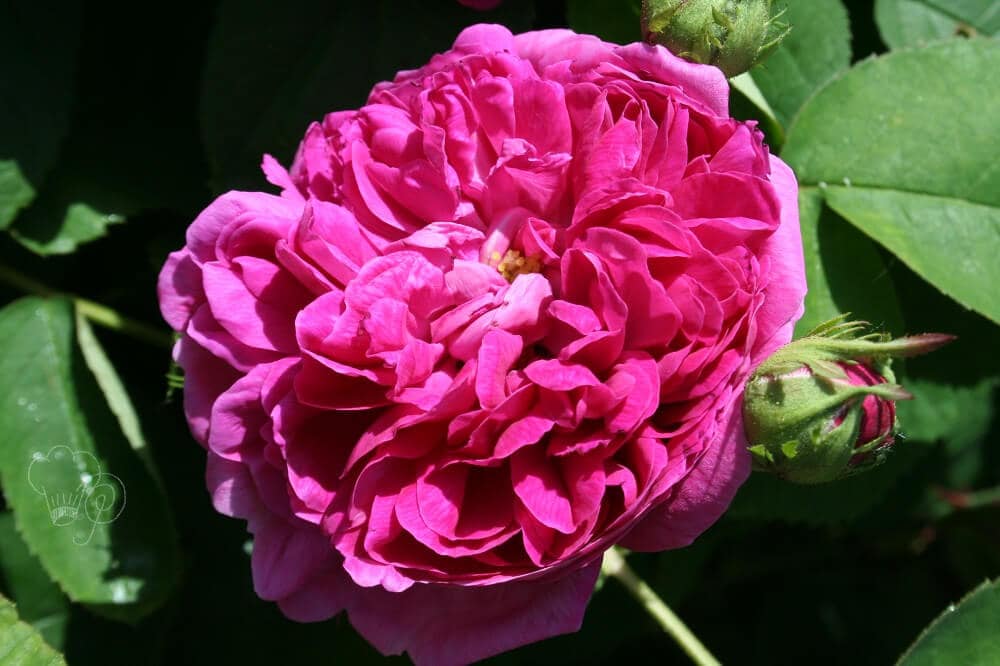 Schokokuchen - Schokolade trifft Rose 3 rose-de-resht