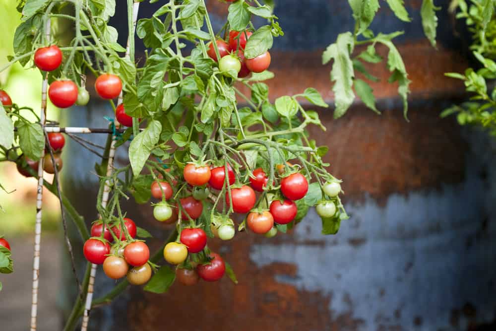 Meine bewährte Top Five Tomatenliste: Himbeerrose, kleine Hängetomate mit sehr früher Erntezeit (ab Juni)