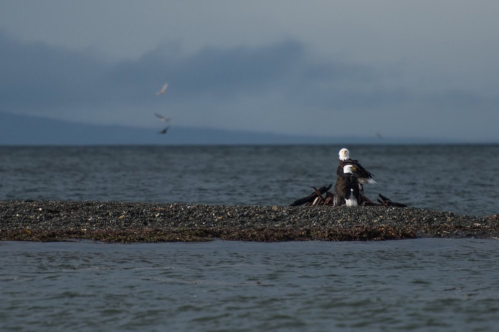 Bald Eagles on a little island off spotted from the Parksville Waterfront Walkway
