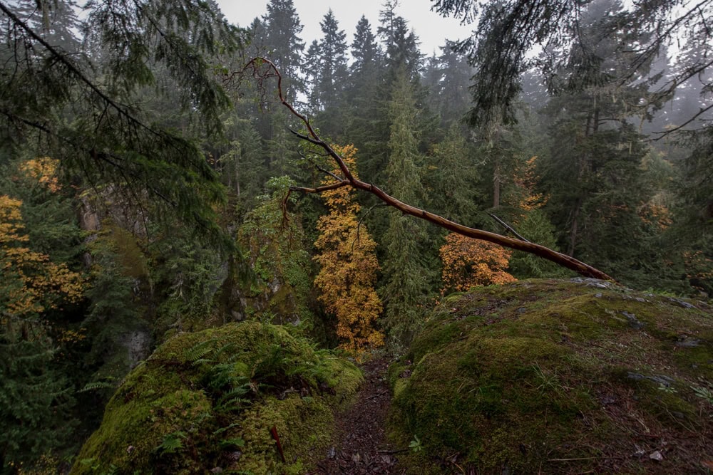 Looking off the edge of the trail into the wooded area of Englishman River Falls Provincial Park