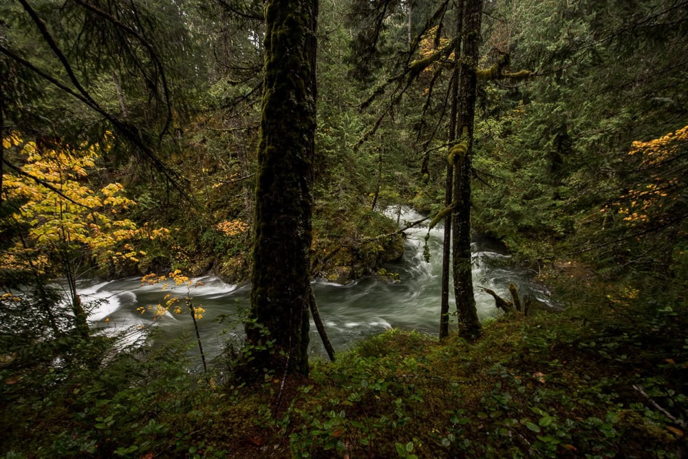 Little Qualicum River flowing through the forest