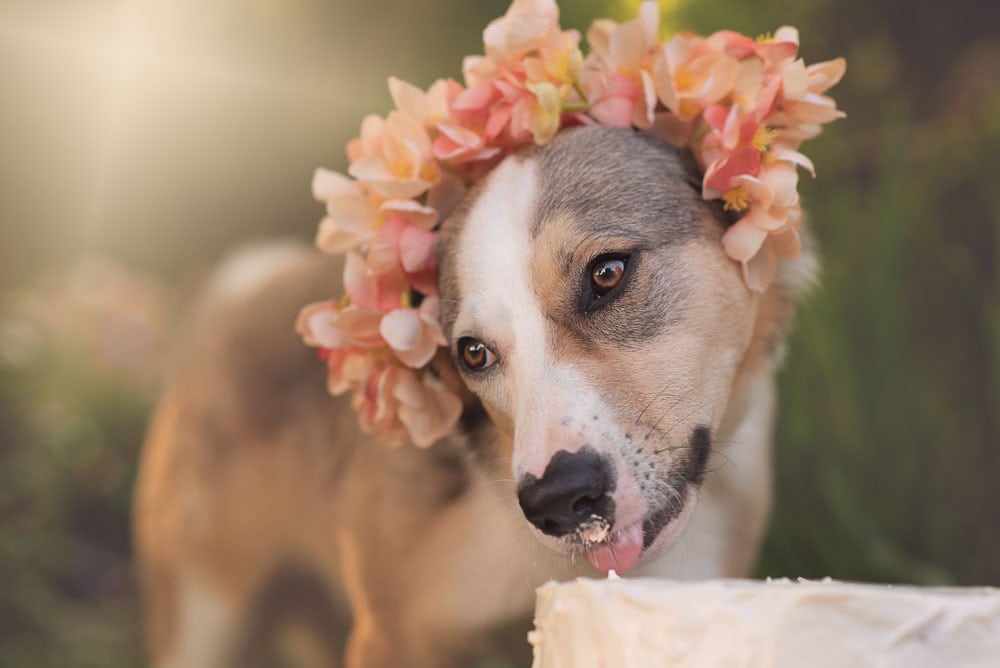 Dog taking a lick of her birthday cake