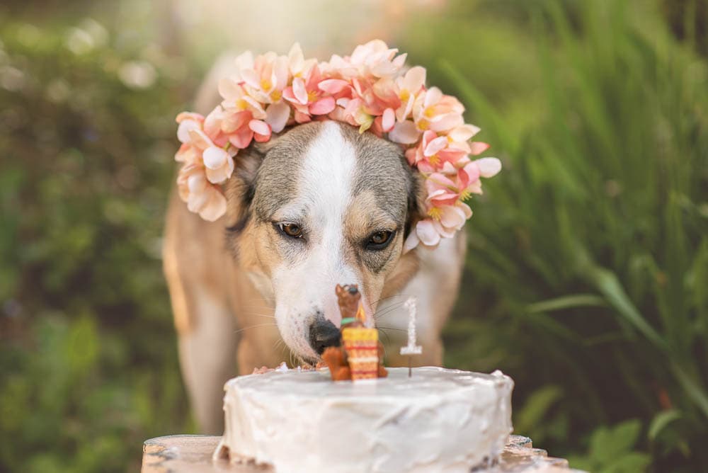 Scooby Doo candle on dogs first birthday cake smash photoshoot photographer in Essex