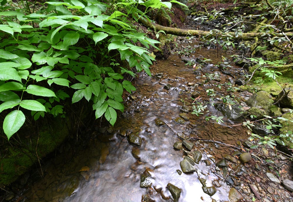 MuirWoodsStream